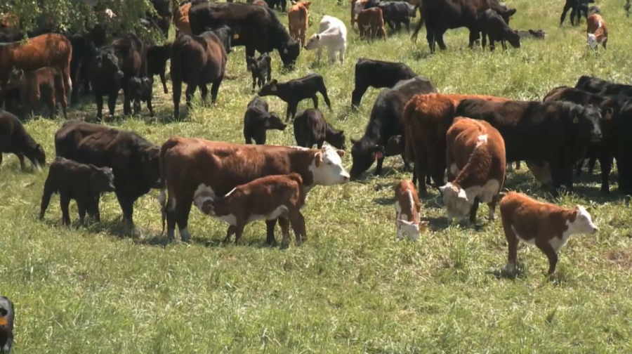 Асылтұқымды аналық мал сатып алуға несие беріледі