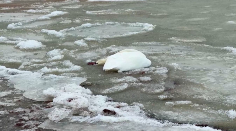 Каспий жағалауынан өлі аққулар табылды