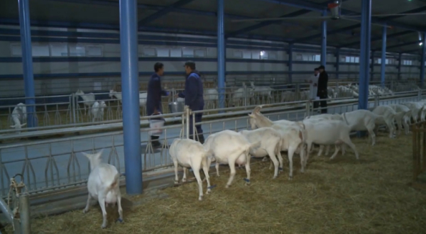 Атырау облысында агрокешендер көбейіп келеді