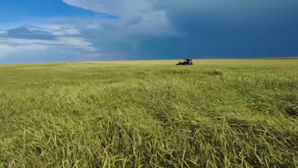 Қостанай облысында егін жинауға жауын кедергі болып тұр