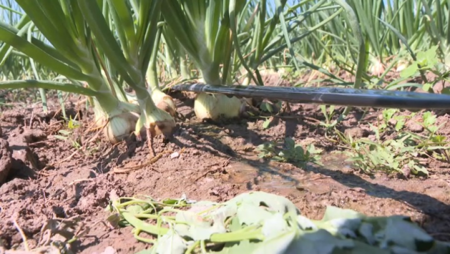 Площади капельного орошения расширяют в Абайской области