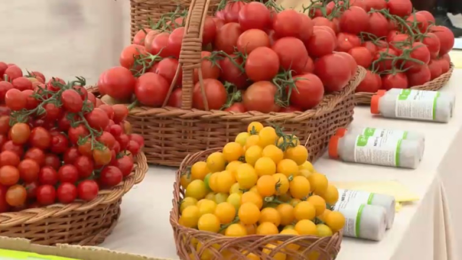 В крупнейшем тепличном комплексе собирают первый урожай