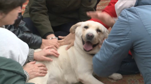 В Караганде собаки-терапевты полиции помогают в лечении людей