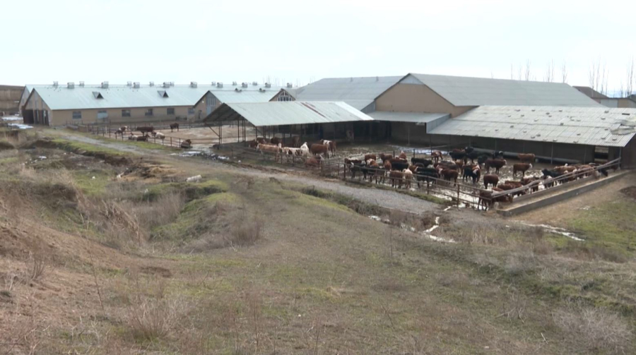 Казахстан расширяет экспорт животноводческой продукции