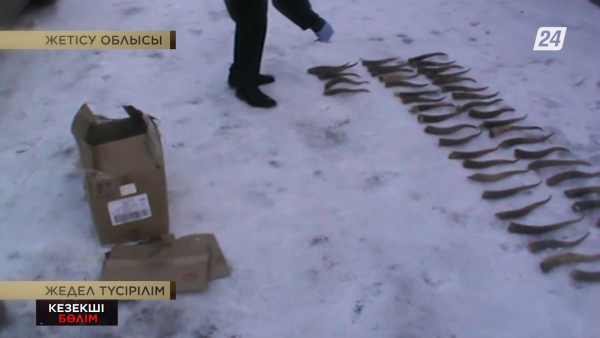 Ақбөкен мүйізін саудалағандар ұсталды | Кезекші бөлім