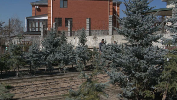 Алматыда 6 метрлік көшеттер отырғызыла бастады