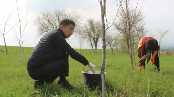 Больше 30 тысяч саженцев высадили жители Туркестанской области