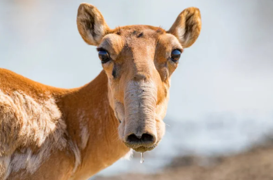 Браконьеров с тушами сайги задержали в Актюбинской области