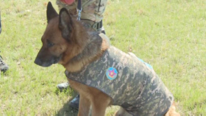 Как собаки несут службу в столичной воинской части