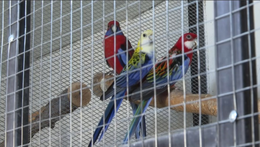 Казахстанец разводит попугаев у себя во дворе
