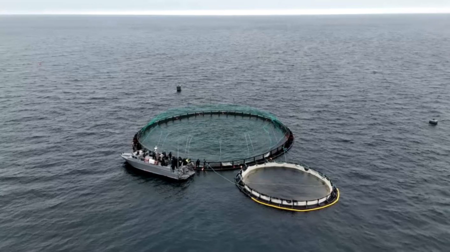 Каспий теңізіне форель шабақтары жіберілді