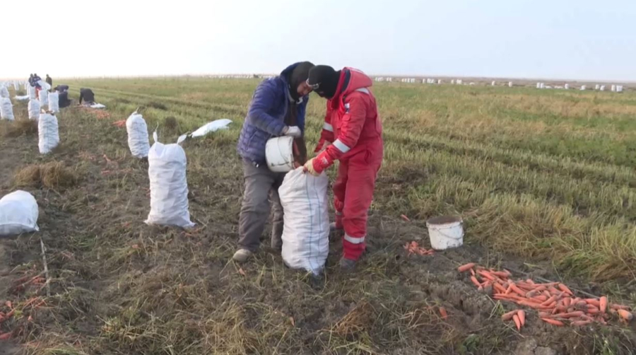 Уборочную кампанию завершают в Атырауской области