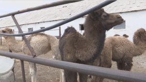 Верблюдов впервые начали разводить в Бухар-Жырауском районе