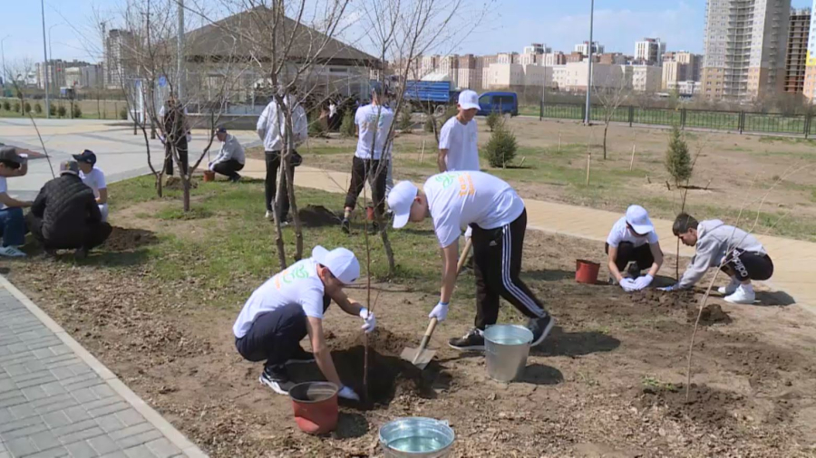 Қарағандылық жастар «Алаш» аллеясына ағаш екті