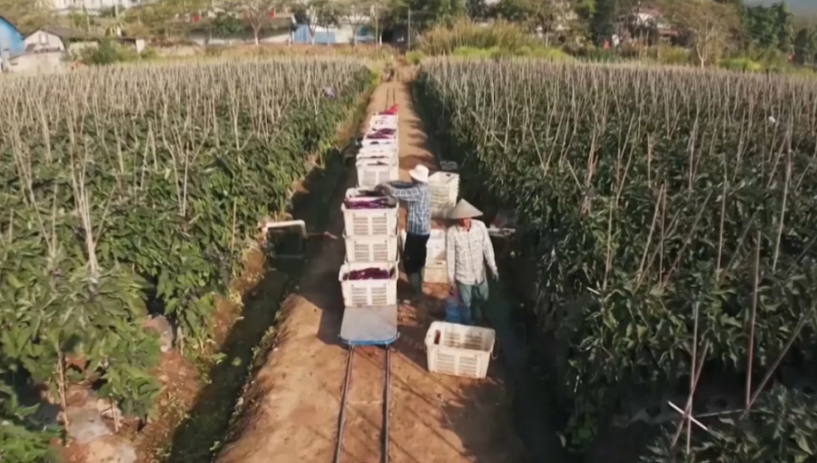 Қытайлар егіс алқабына арналған агропойыз жасап шығарды