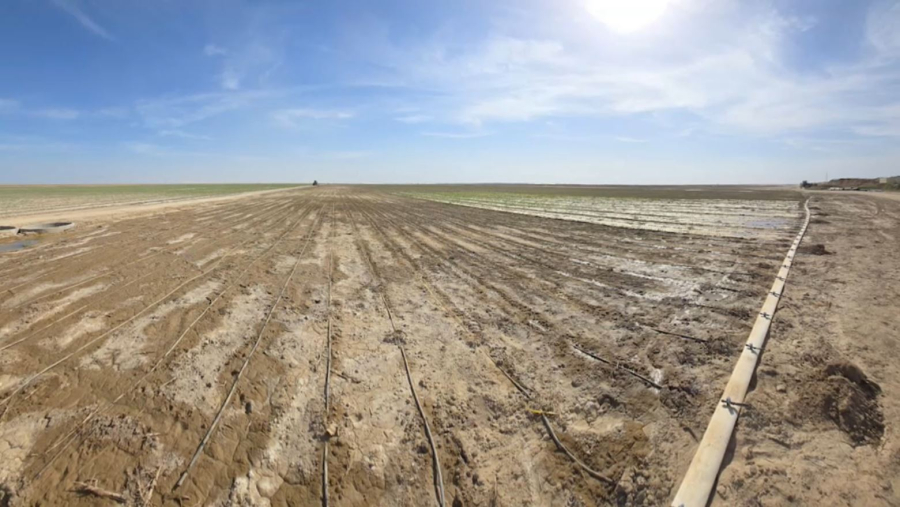 Түркістан облысында ірі мақта өсіру кешені құрылады