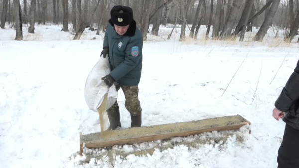 Павлодарские предприниматели участвуют в подкормке диких животных и птиц