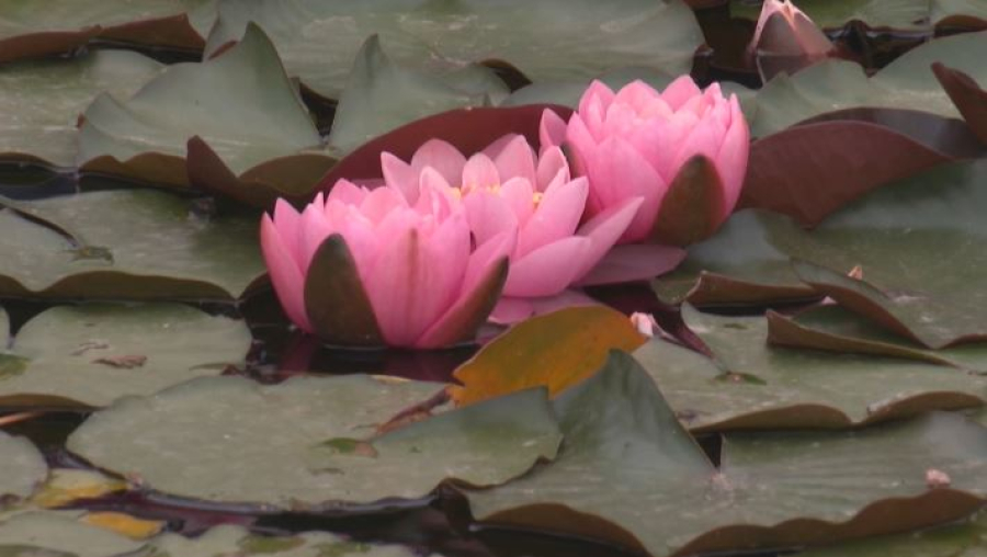 Нимфея зацвела в Главном ботаническом саду Алматы