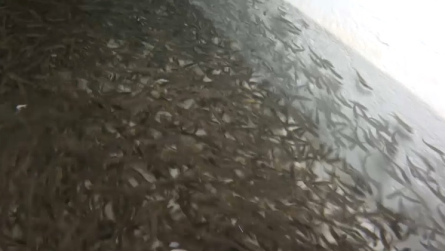 В Жетысу активно развивается рыбоводство