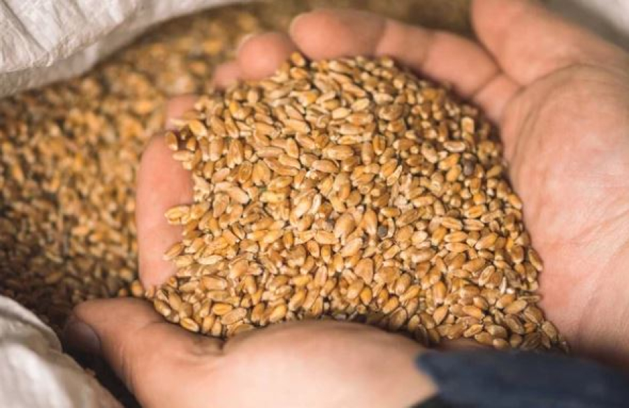 Казахстан увеличил экспорт пшеницы