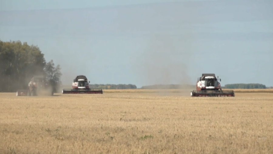 4,4 млн тонн зерна намолотили аграрии СКО