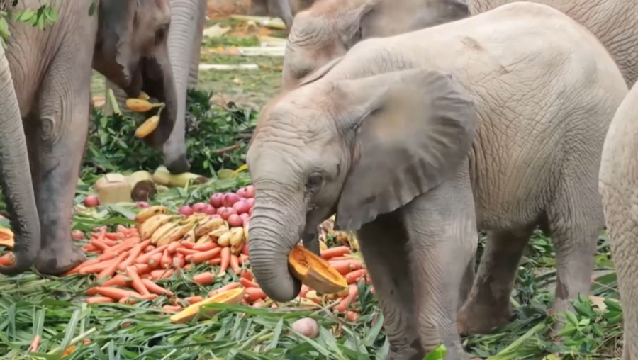 Зимбабведе технологиялар пілдерден қорғануға көмектеседі