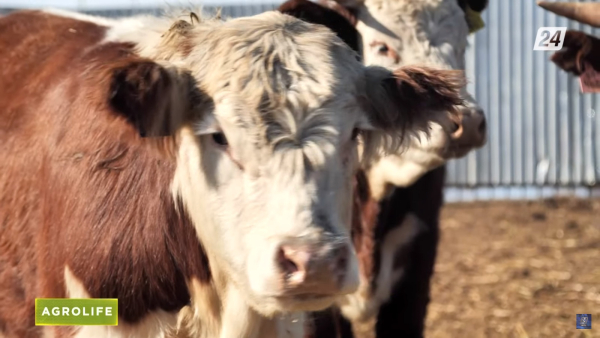 О состоянии отечественного животноводства | AgroLife