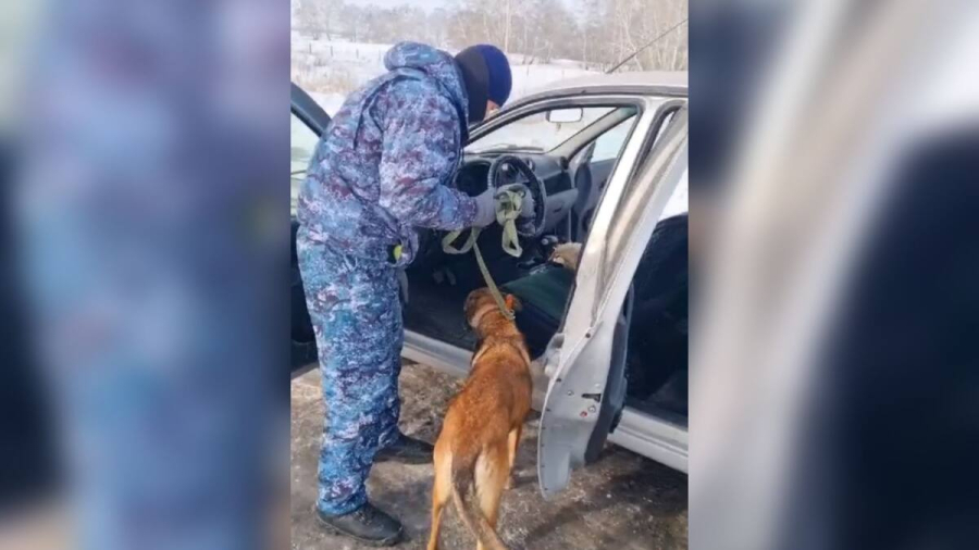 Меньше чем за 5 минут: служебная собака нашла наркотики в авто астанчанина