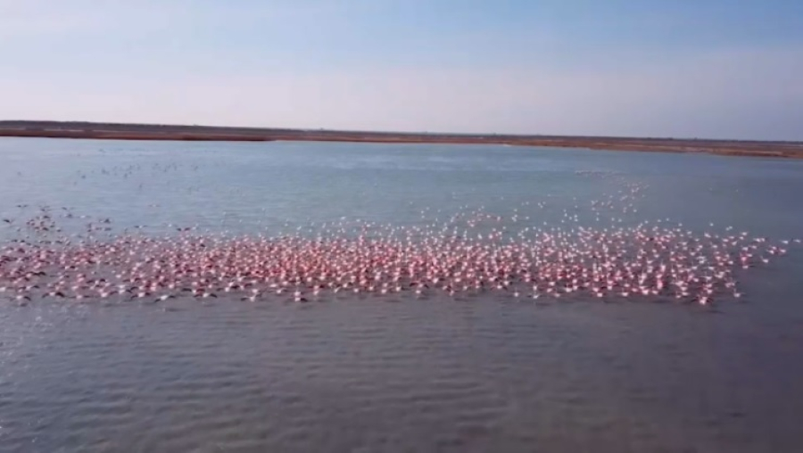 Тысячи фламинго прилетели в Мангистау
