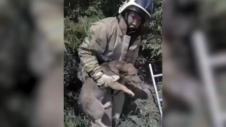 Собаку из ямы и кошку со столба: спасатели провели необычные операции