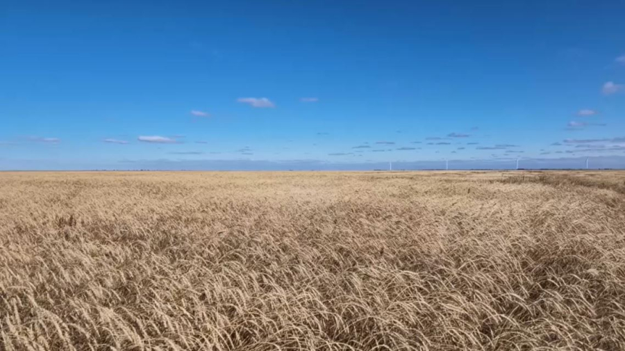 Қостанай облысында орақ науқанын аяқтауға жақын: 4 млн гектардың 70% орылды
