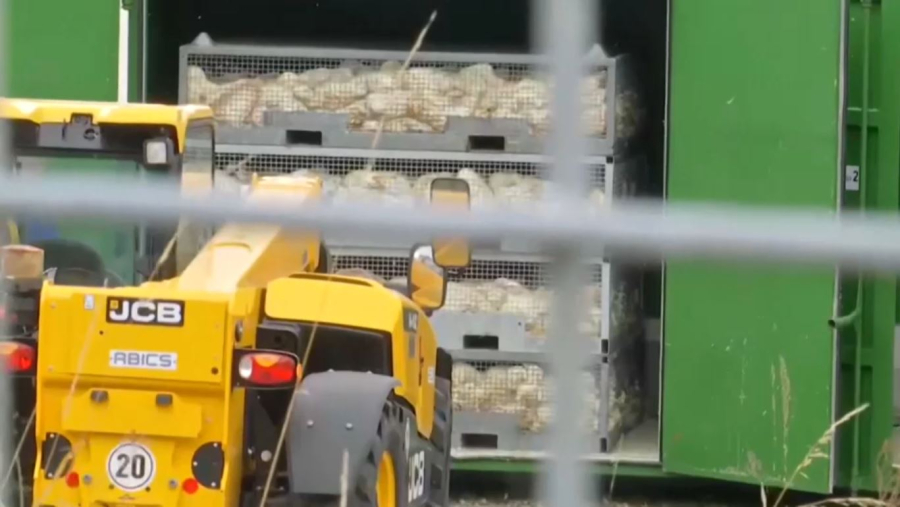 Германияда құс тұмауы өршіп тұр