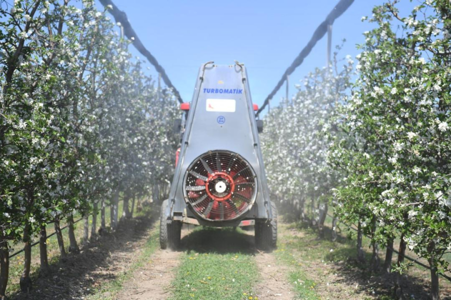 Яблоневые сады Алматинской области: от цветения к богатому урожаю