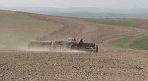 Посев зерновых завершили в Шымкенте