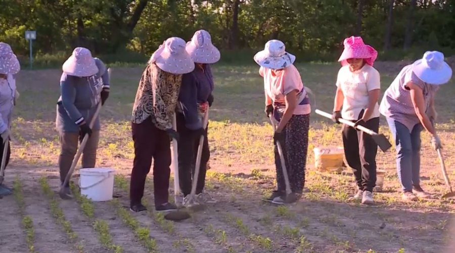 В Жонгар-Алатауском нацпарке высадили около 1,5 млн саженцев яблони Сиверса