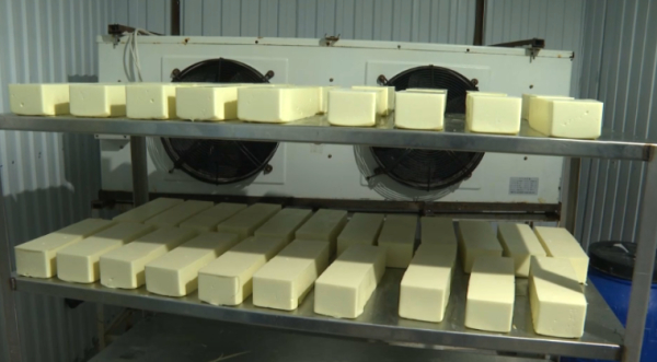 Алматы облысында ірімшік шығаратын цех ашылды