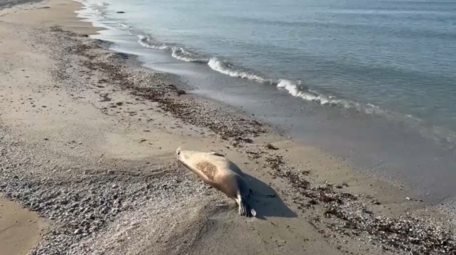 Каспий жағасында итбалық қырылып жатыр