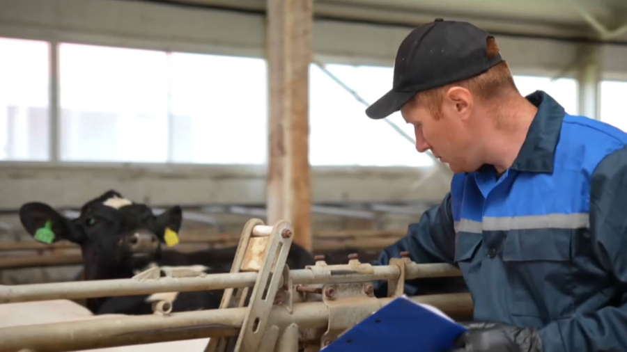 Дефицит ветеринаров сохраняется в Северо-Казахстанской области