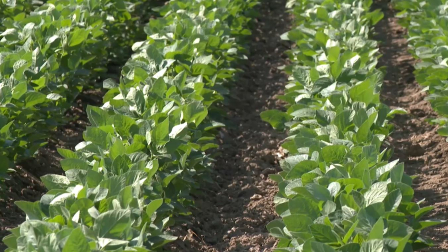 Елімізде тұзданған жер көлемі ұлғайып барады