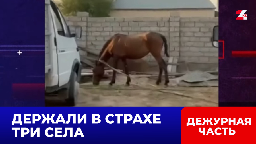 Полицейские разоблачили преступный бизнес скотокрадов в Туркестанской области