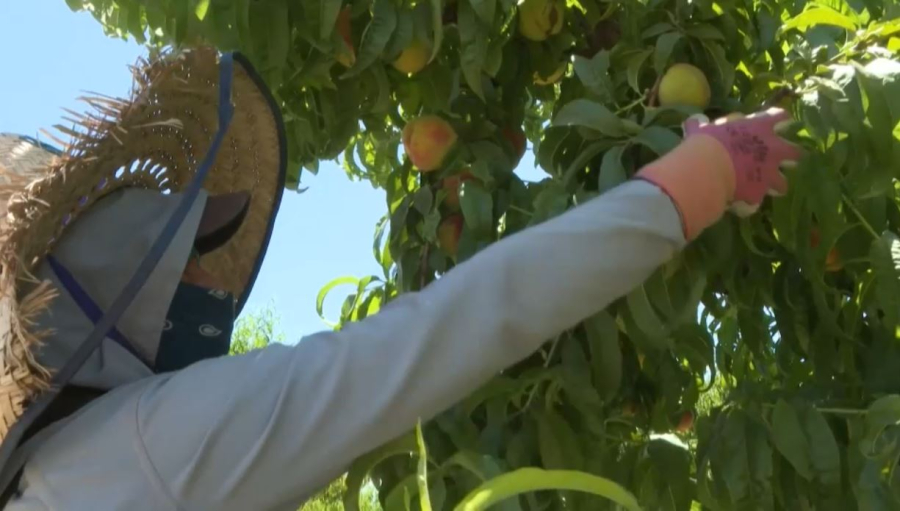 Калифорниялық шаруалар өнімсіз қалудан қорқып отыр