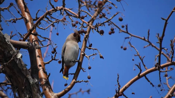 Всемирный день птиц отметили в Павлодаре