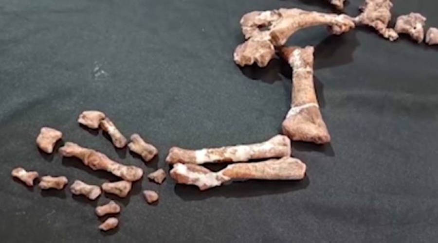 Останки динозавра нашли в Аргентине