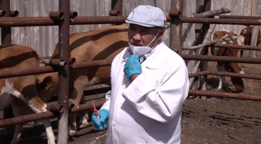 Заслуженный ветеринар проработал в животноводстве 40 лет