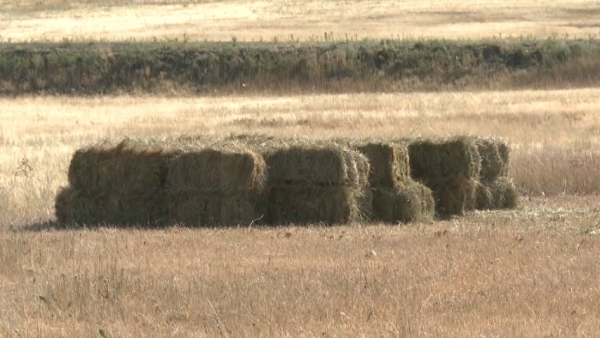 Фермеры завершили сенокос в Улытауском районе