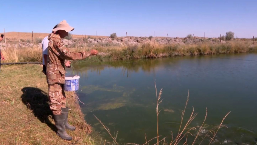 Созақ ауданының тұрғыны бұлақ суына балық өсіріп отыр