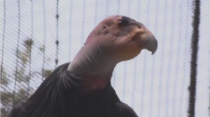 Птенцов калифорнийского кондора выпустят на волю в Мексике
