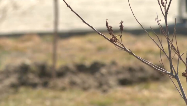 Елімізде «Жасыл аула» акциясы аясында 17 мың ағаш отырғызылды