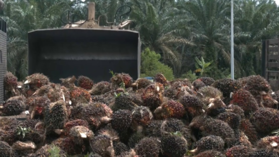 Спрос на пальмовое масло вырастет на 50 млн тонн к 2050 году