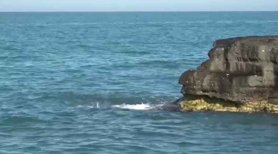 Каспийді қорғауға 12 млн доллар жұмсалады